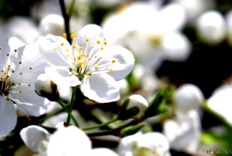 Delicate White Blossoms: A Springtime Celebration of Nature`s Beauty №39799