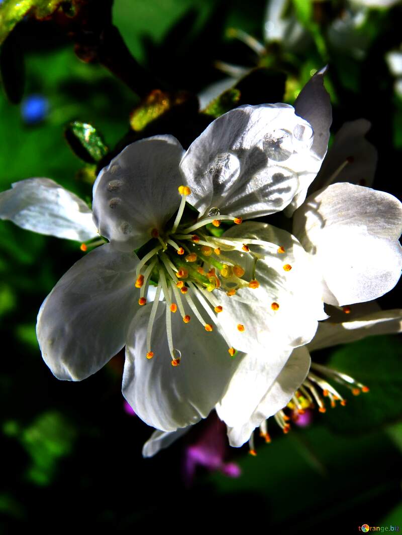 Elegant White Blossom Captured in Nature`s Vibrant Palette №24067