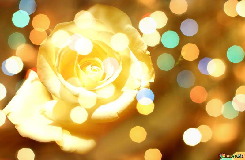 Enchanting Golden Rose with Sparkling Bokeh Background №56458