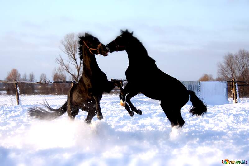 Majestic Black Horses Playfully Dancing in Snowy Landscape №3964