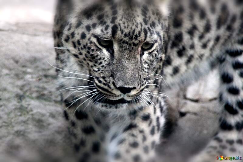 Majestic Leopard Close-Up Capturing Wild Beauty and Intricacy №3062