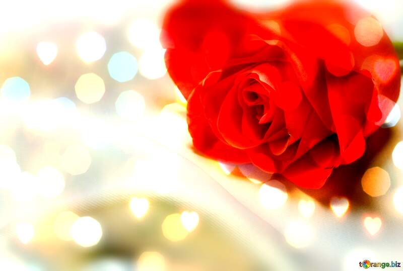 Romantic Red Rose with Dreamy Bokeh Background - Perfect for Love Themes №7242