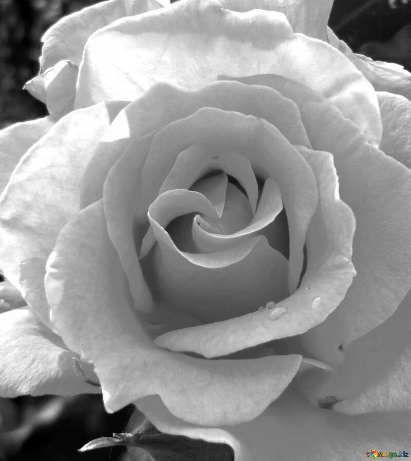 Stunning Black and White Close-Up of a Blooming Rose №46696