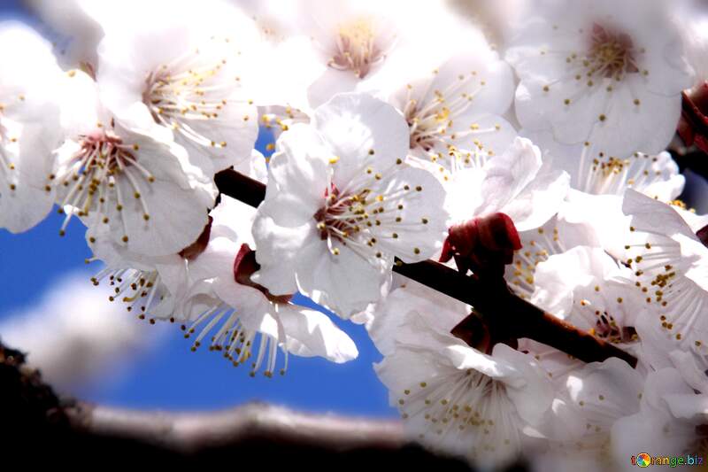 Stunning Blossom Burst: Vibrant White Cherry Flowers Against a Clear Blue Sky №1597