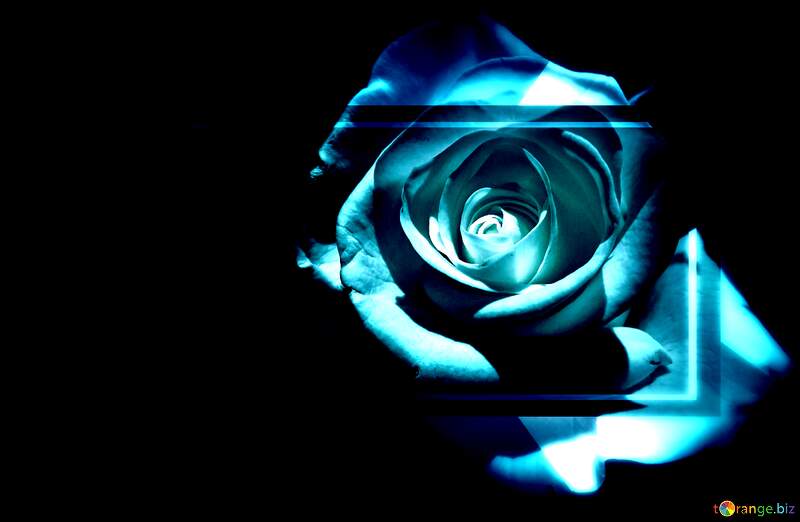 Stunning Blue Rose: A Symbol of Elegance and Mystery №56458