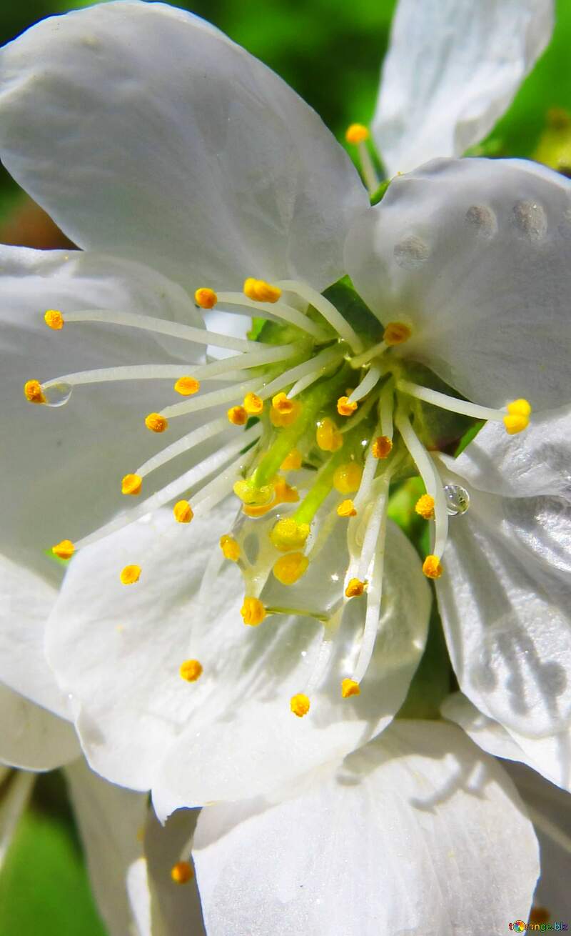 Stunning Close-Up of a Blooming White Cherry Blossom Flower in Spring №24067