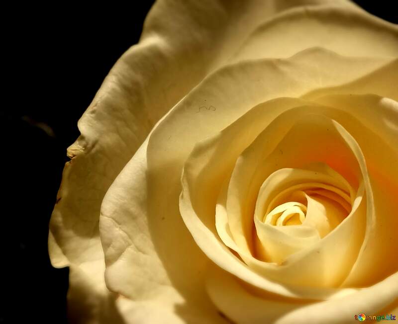 Stunning Close-Up of a Cream Rose Petal in Soft Focus №56458