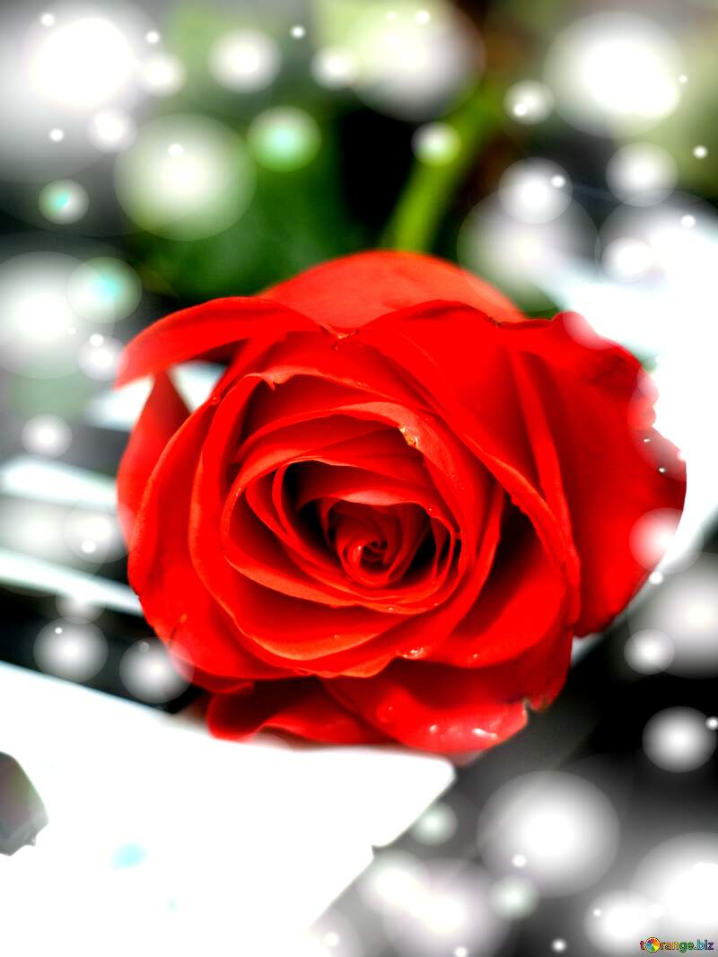 Stunning Red Rose Against a Dreamy Bokeh Background №7198