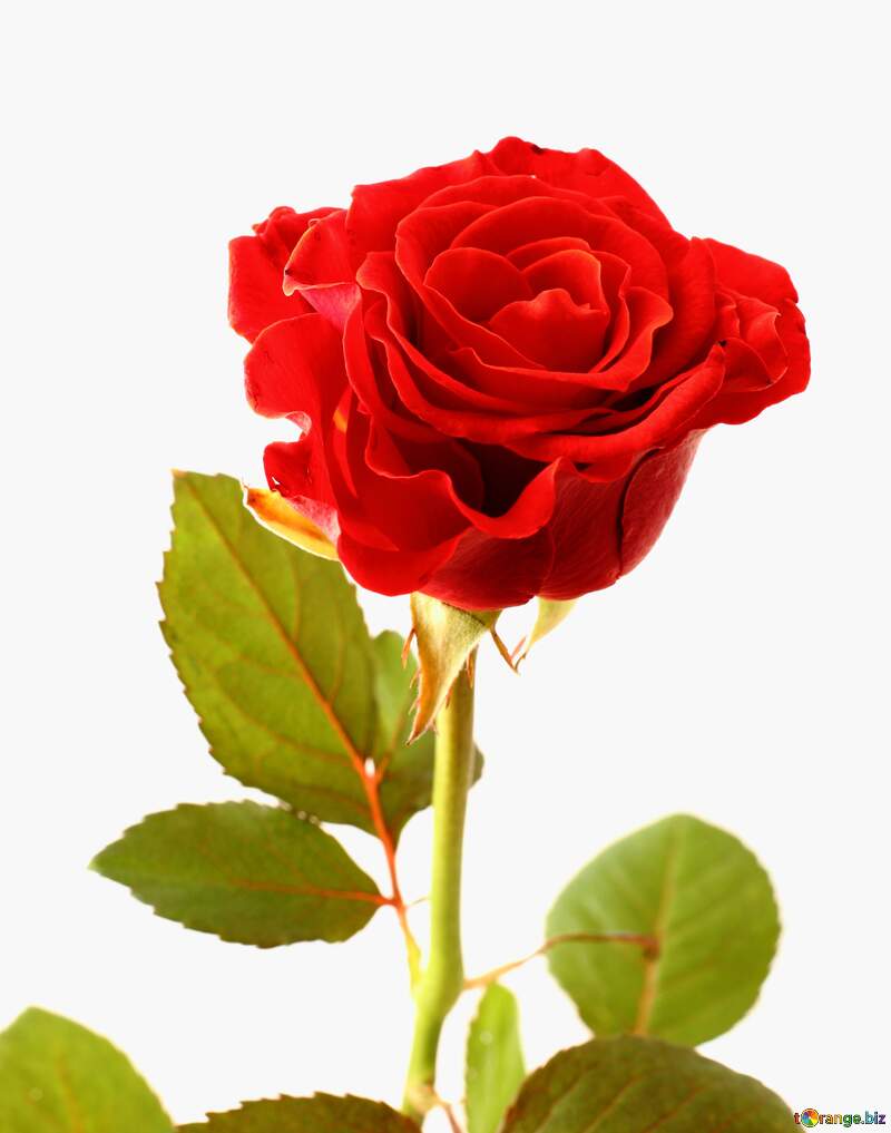 Stunning Red Rose Close-Up: A Symbol of Love and Elegance №17040