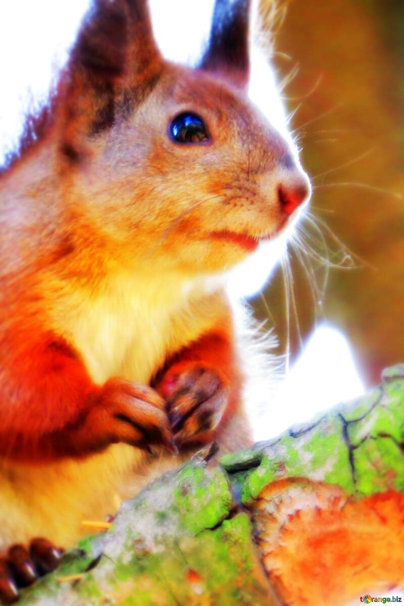 Surprised squirrel picture for memes №35724