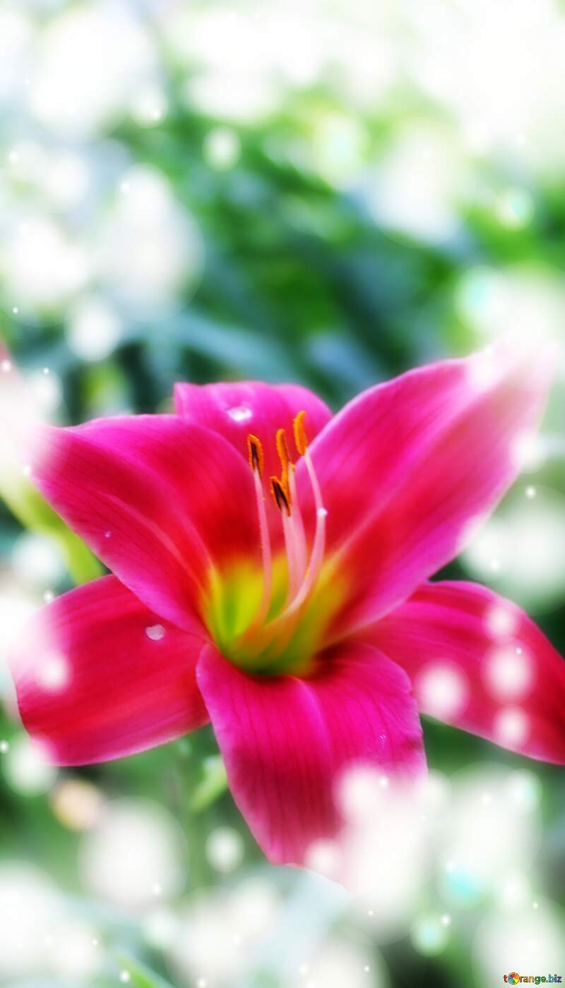 Vibrant Pink Lily in Soft Focus - Exquisite Floral Beauty №20608