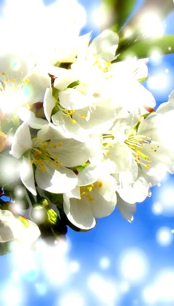 FX №269200 Beautiful Cherry Blossom Blooms Against a Vibrant Blue Sky