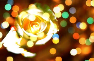 FX №269003 Beautiful Golden Rose with Bokeh Lights Backdrop - Captivating Floral Art