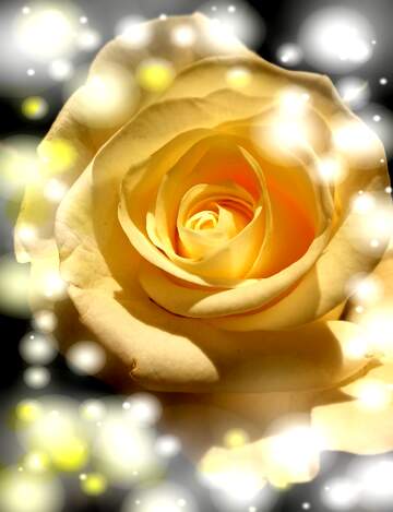 FX №269010 Captivating Yellow Rose Surrounded by Ethereal Light Effects