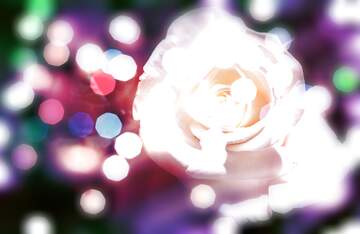 FX №269014 Dreamy White Rose Surrounded by Colorful Bokeh Lights