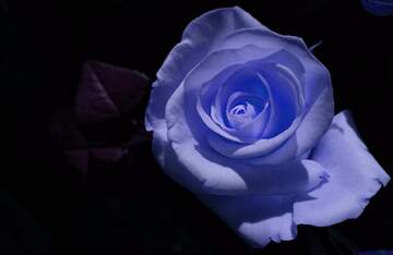 FX №269017 Enchanting Blue Rose on Dark Background - A Symbol of Mystery and Elegance