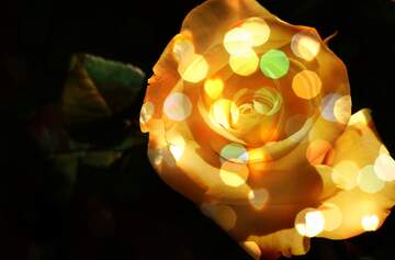 FX №269025 Enchanting Yellow Rose with Dreamy Bokeh Lights - Nature`s Beauty