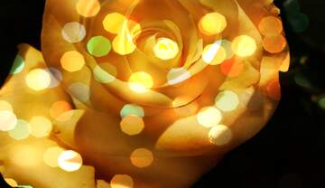 FX №269008 Enchanting Yellow Rose with Glittering Bokeh Background for Floral Lovers