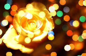 FX №269022 Golden Rose with Bokeh Lights: A Captivating Floral Masterpiece