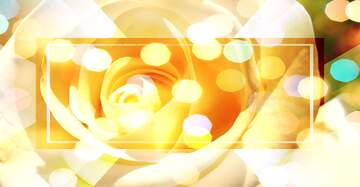 FX №269021 Radiant Yellow Rose with Dreamy Bokeh Effects for Floral Enthusiasts