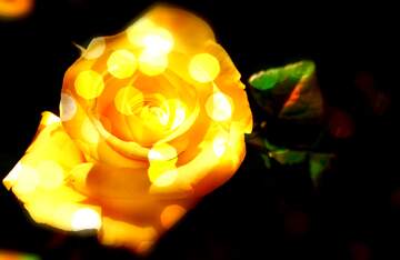 FX №269026 Radiant Yellow Rose Illuminated by Dreamy Bokeh Lights