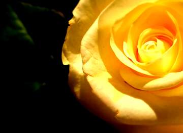 FX №269012 Radiant Yellow Rose Illuminating Nature`s Beauty