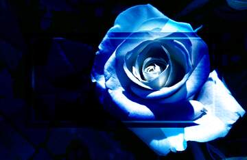 FX №269013 Stunning Blue Rose: A Captivating Floral Masterpiece