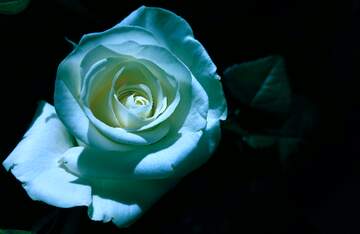 FX №269016 Stunning Blue Rose: A Symbol of Mystery and Elegance