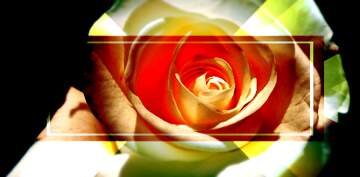 FX №269011 Stunning Close-Up of a Vibrant Rose with Artistic Flair