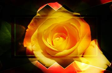 FX №269023 Stunning Golden Rose: A Captivating Floral Masterpiece