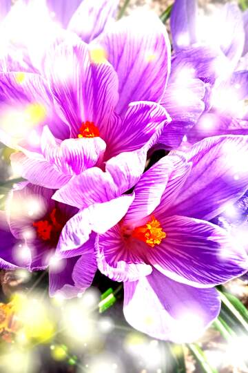 FX №269115 Stunning Purple Crocus Blooms Capturing Spring`s Essence