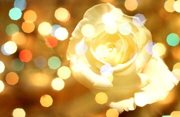 FX №269004 Stunning White Rose Surrounded by Dreamy Bokeh Lights