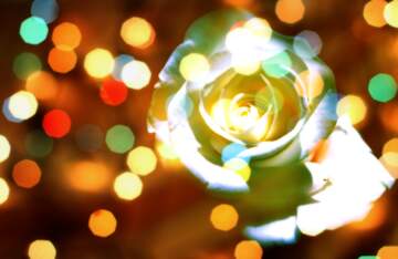 FX №269001 Stunning White Rose Surrounded by Vibrant Bokeh Lights – A Floral Masterpiece