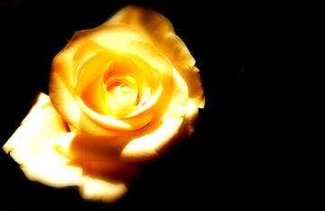 FX №269009 Stunning Yellow Rose in Dramatic Lighting for Floral Art Lovers