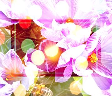 FX №269120 Vibrant Crocus Blooms with Honeybee in a Dreamy Floral Landscape