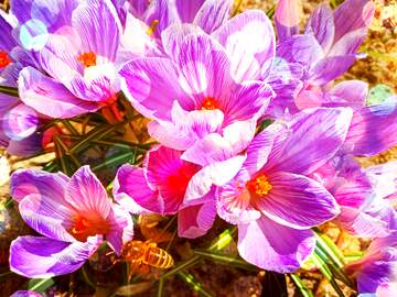 FX №269116 Vibrant Crocus Flowers with Honeybee: A Springtime Delight