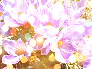 FX №269119 Vibrant Crocuses Blooming Under Golden Sunlight with a Busy Bee