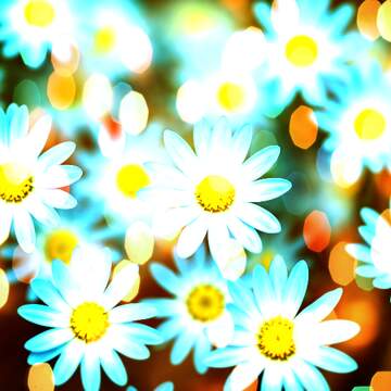 FX №269099 Vibrant Daisies Against a Dreamy Background - Floral Delight