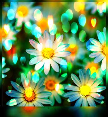 FX №269098 Vibrant Daisy Bloom with Artistic Bokeh: A Floral Delight