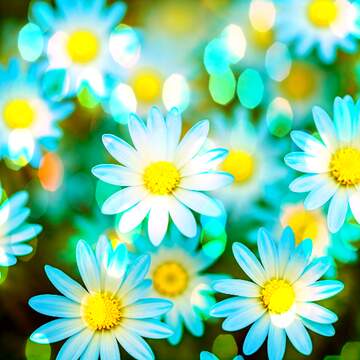 FX №269089 Vibrant Daisy Field with Bokeh Effect: Nature`s Exquisite Beauty