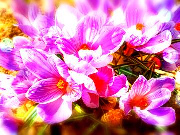 FX №269114 Vibrant Pink Crocus Blossoms in Springtime Garden