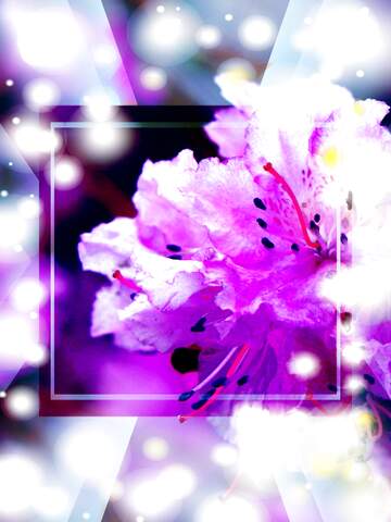 FX №269061 Vibrant Purple Blossom with Dreamy Background - Nature`s Artistry Unleashed