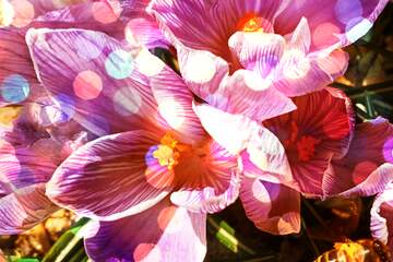 FX №269117 Vibrant Purple Floral Delight with Artistic Bokeh Effect - Stunning Nature Photography