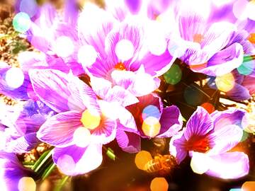 FX №269112 Vibrant Purple Flowers with Bee Amidst Bokeh Lights - A Spring Delight