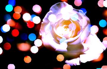 FX №269015 Vibrant Rose Surrounded by Colorful Bokeh Lights