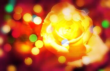 FX №269019 Vibrant Yellow Rose with Colorful Bokeh Background