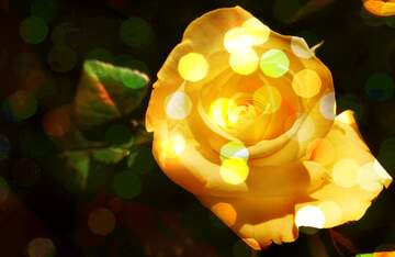 FX №269002 Vibrant Yellow Rose with Dreamy Bokeh Lights for Floral Aesthetics