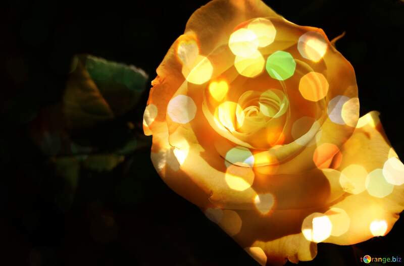 Enchanting Yellow Rose with Dreamy Bokeh Lights - Nature`s Beauty №56458