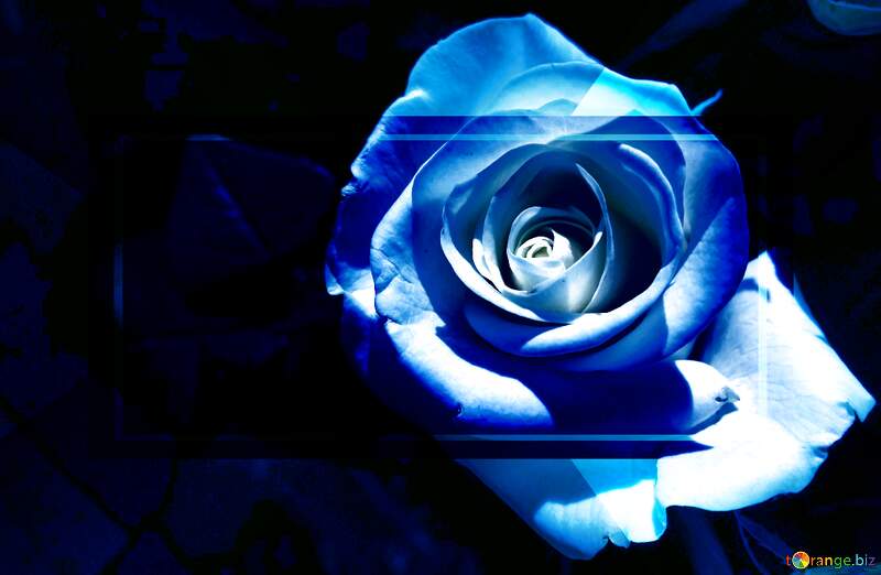 Stunning Blue Rose: A Captivating Floral Masterpiece №56458