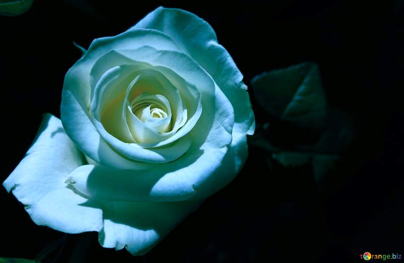 Stunning Blue Rose: A Symbol of Mystery and Elegance №56458